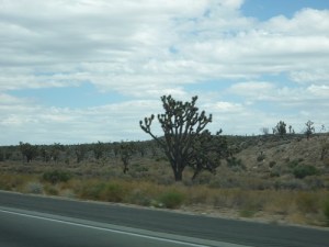 120 USA Mohave Desert