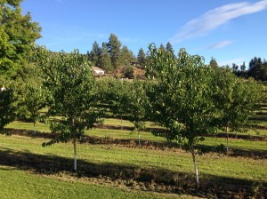 Frutteti... Luogo del concerto
