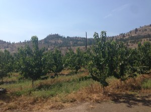 Frutteti a sud di Kelowna