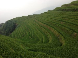 Risaie a Longsheng