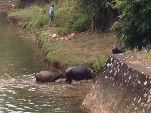 Water Buffalo Mai Chau