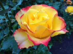 Re-Start Christchurch 