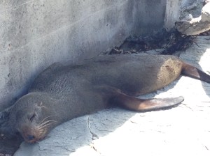 Foche a Kaikoura