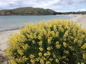 Otago Peninsula 